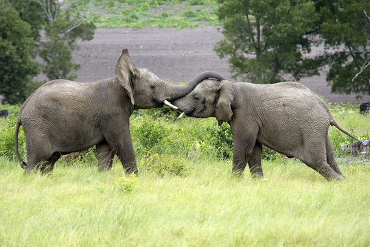 African elephants fighting South Africa