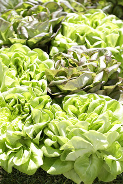 Fresh organic green lettuces in a market of vegetables outdoors