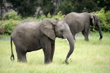 Naklejka na ściany i meble Young wild African elephants feeding South Africa