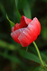 Red wild poppy in summer