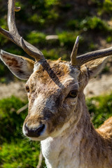 Naklejka premium Biche et cerf