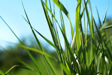 grass on the blue sky background 