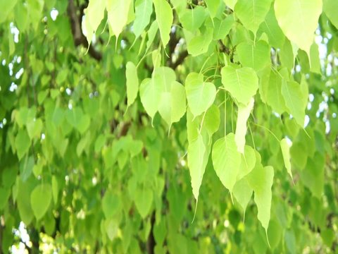 green leafs of bo tree blowing by the wind with audio