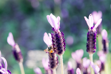 ミツバチとラベンダー