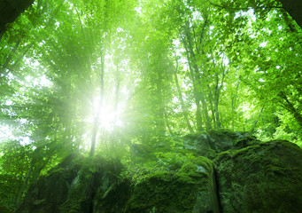 Obraz premium forest