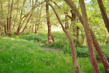 Green deciduous forest in a warm light