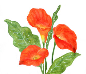 red calla
