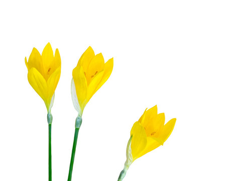 Three Yellow Crocus Flowers Isolated On White.