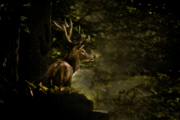 Ambiance cerf dans une fôret sombre
