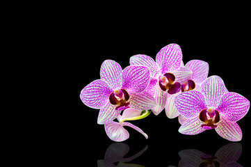 Orchid isolated on black background.