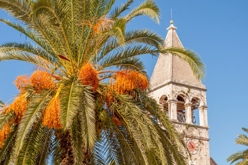 Church spire and palm against blue sky