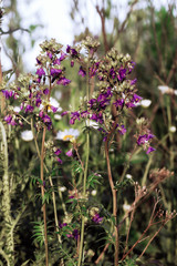 Purple wildflowers on summer day