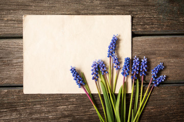 blue flowers muscari