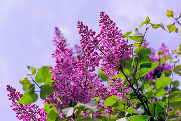 Branches de beaux buissons de lilas violets