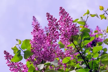 Crédence en verre imprimé Lilas Branches de beaux buissons de lilas violets