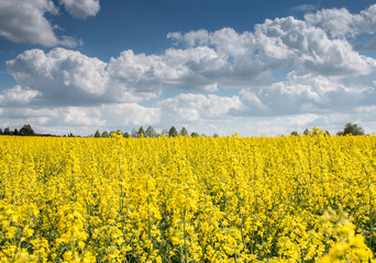 Obraz premium Rapeseed and canola fields