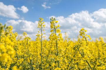 Rapeseed and canola fields