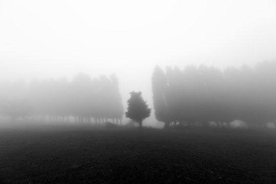 Fototapeta black and white foggy forest
