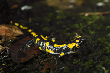 Feuersalamander