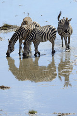 Fototapeta na wymiar Group of Zebra drinking water.