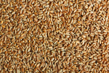 Spelt Grains Close up top view surface texture background