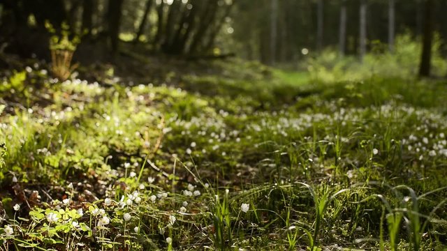 Bl&uuml;hender Klee auf einer Waldlichtung - es ist Fr&uuml;hling