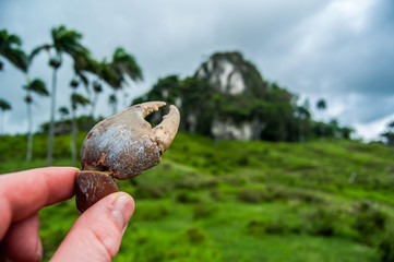 caribbean nature