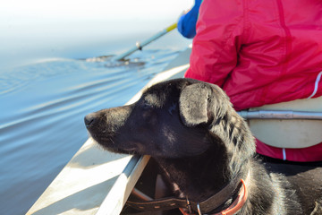 В лодке с собакой