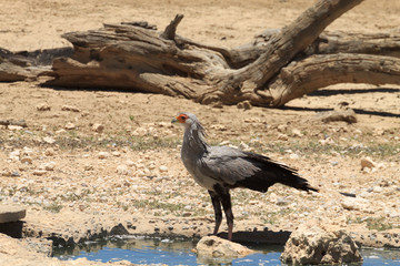 Obraz premium secretary bird