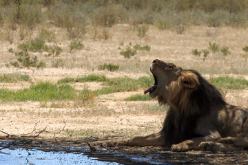 Lion