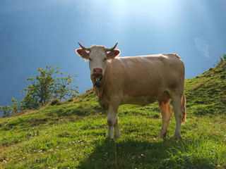 Fototapeta na wymiar Kuh mit Hörner in den Alpen