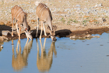 Fototapeta na wymiar Kudu drinking