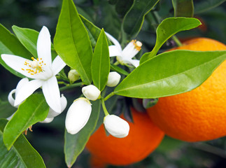 Valencian orange and orange blossoms