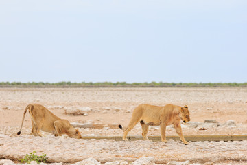 Löwen, weiblich, beim Trinken (Panthera leo)