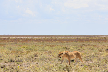 Löwe, weiblich (Panthera leo)