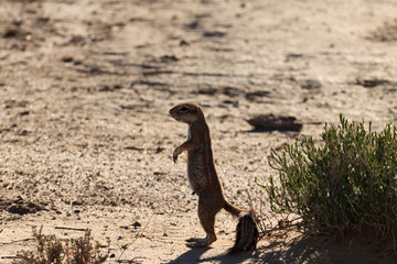 Squirrel from South Africa