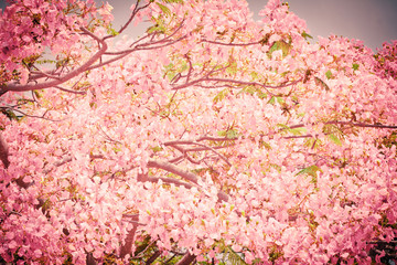 Flam-boyant flower background