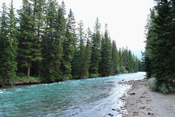 Rivière passant à travers la forêt, alberta, canada