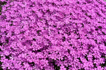 Fototapeta premium 芝桜