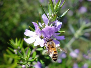 ウエストリンギアの蜜を吸う蜜蜂