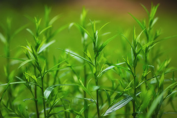 Fototapeta na wymiar bright green grass on background
