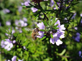ウエストリンギアの蜜を吸う蜜蜂