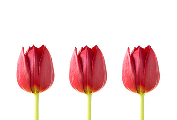 Three red tulips on a white background