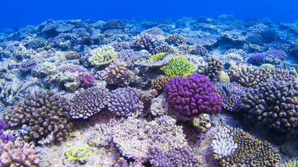 underwaterscape, coral reef