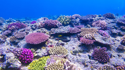 underwaterscape, coral reef