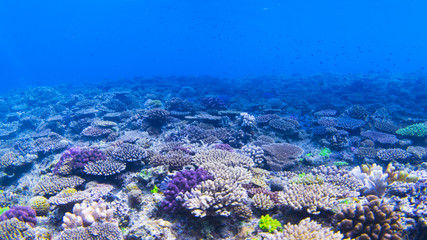 Naklejka na ściany i meble underwaterscape, coral reef