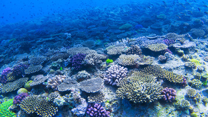 Fototapeta na wymiar underwaterscape, coral reef