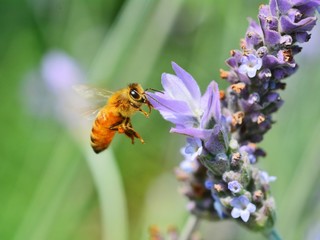 ブルーベリーの蜜を吸う蜜蜂