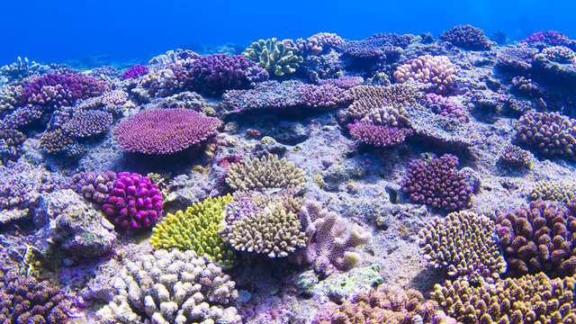 Fototapeta underwaterscape, coral reef