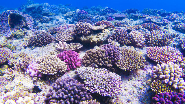 Fototapeta underwaterscape, coral reef
